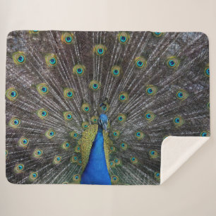 PEACOCK SHERPADECKE