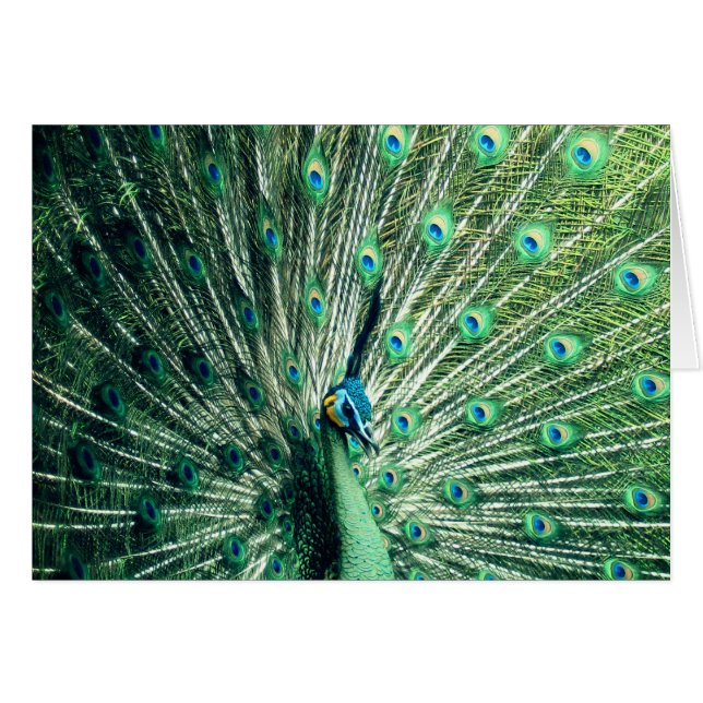 Peacock Strut (Vorderseite (Horizontal))