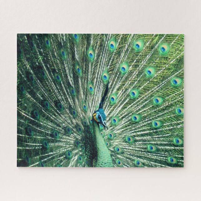 Peacock Strut (Horizontal)