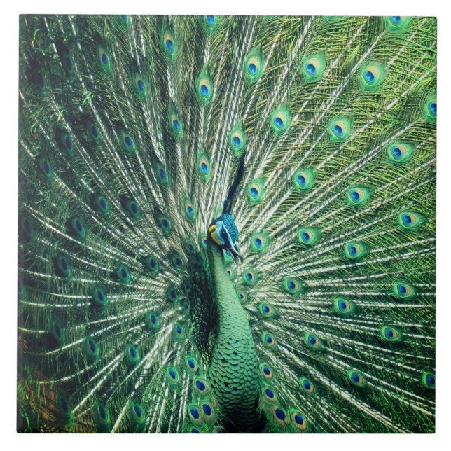 Peacock Strut Fliese (Vorderseite)