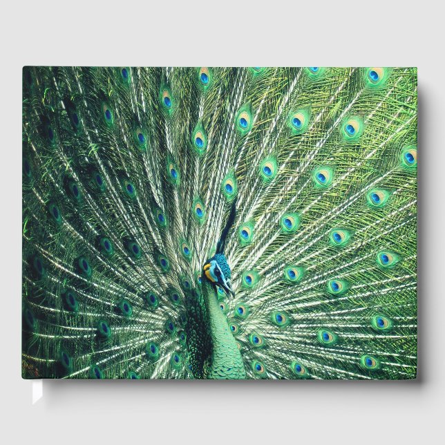 Peacock Strut Gästebuch (Vorderseite)