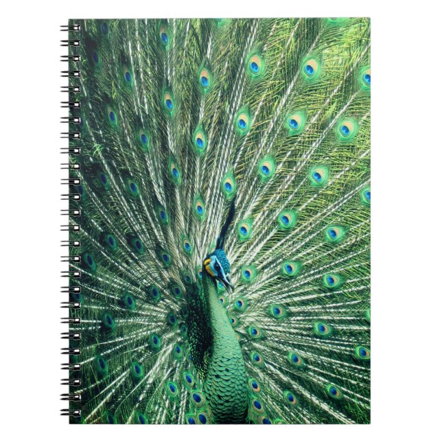 Peacock Strut Notizblock (Vorderseite)