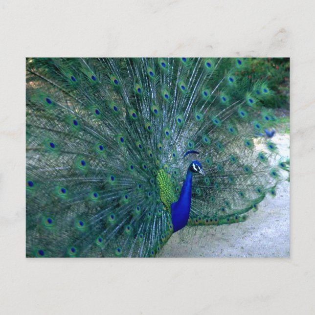 Peacock Tance Postkarte (Vorderseite)
