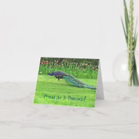 PEACOCK & TULIPS /PROUD ALS PEACOCK/GRATULATIS