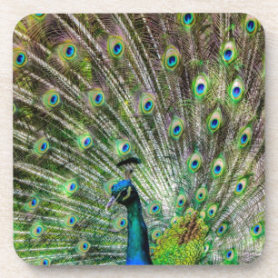 Peacock Untersetzer