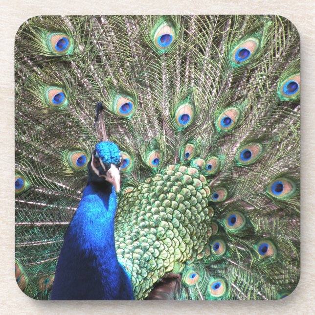 Peacock-Untersetzer Getränkeuntersetzer (Vorderseite)