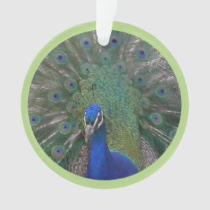 Peacock Visage & Plumes Poussière. Ornement
