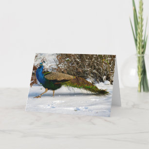 Peacock Winter Guemes Island Carte de remerciement