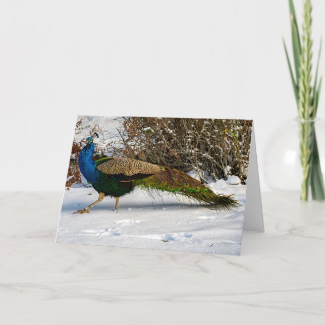 Peacock Winter Guemes Island Dankeschön Karte (Vorderseite)
