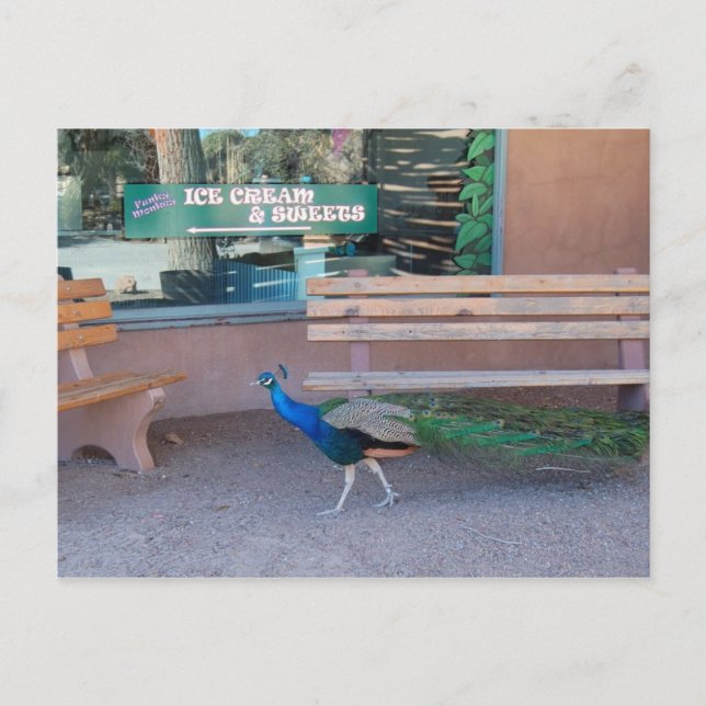 Peacock with a Sweet Tooth Postcard Postkarte (Vorderseite)