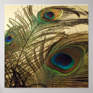 Peacocks feathers poster