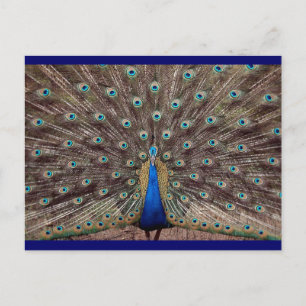 Peacok Postkarte