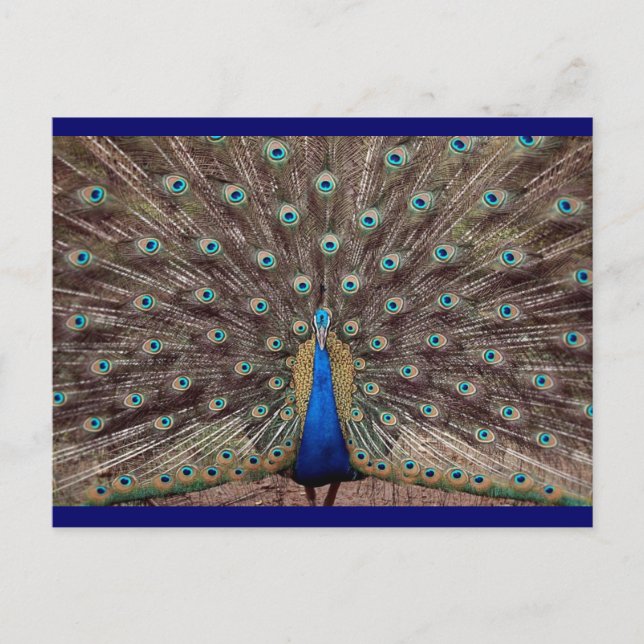 Peacok Postkarte (Vorderseite)
