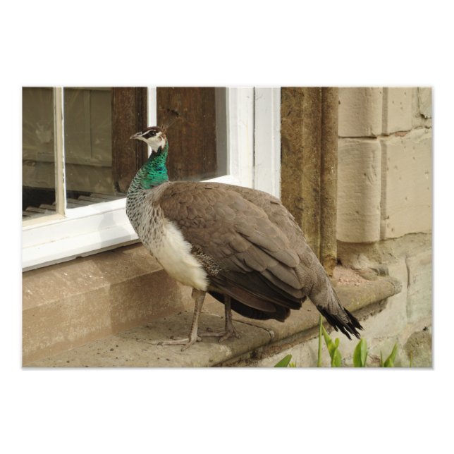Peahen Admires Reflection Fotodruck (Vorne)