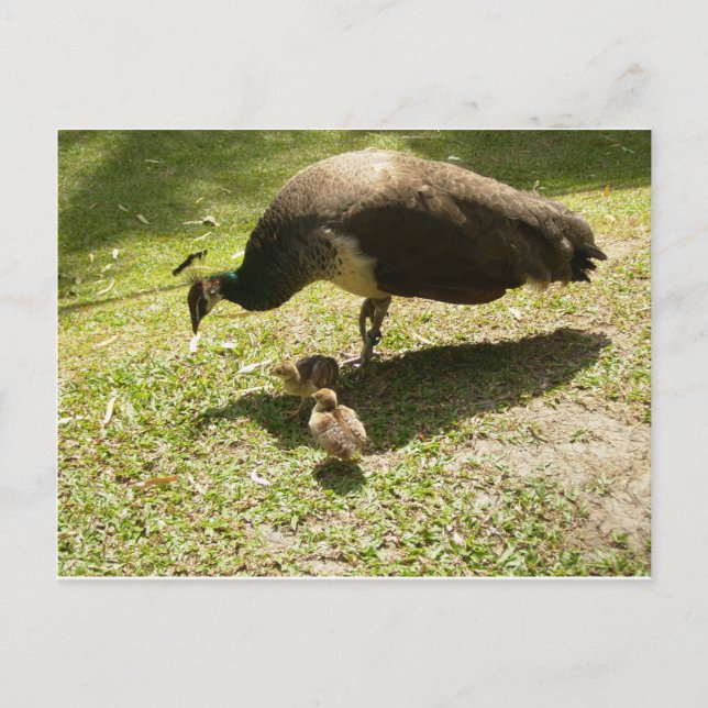 Peahen mit Hühnern Postkarte (Vorderseite)
