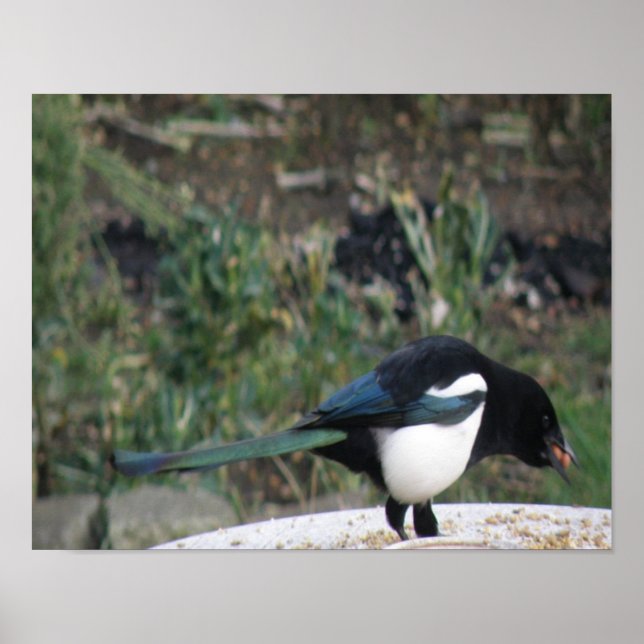 Peanut Pecker Print Poster (Vorne)