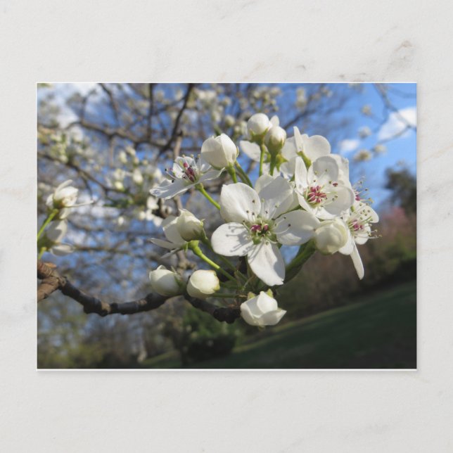 Pear Blossom Postkarte (Vorderseite)