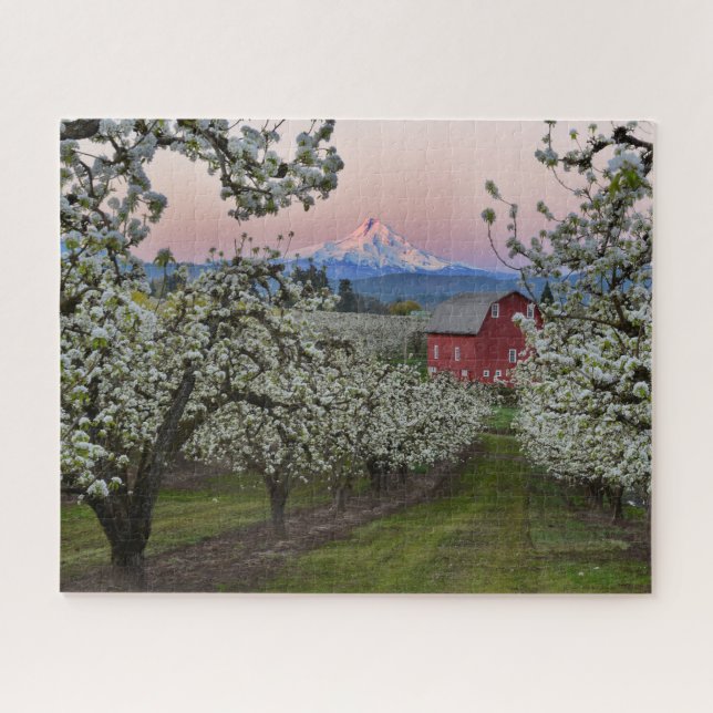 Pear Orchard in Bloom with Barn near Mount Hood (Horizontal)