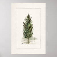 Pear Tree (Pyrus communis) Aquarellmalerei