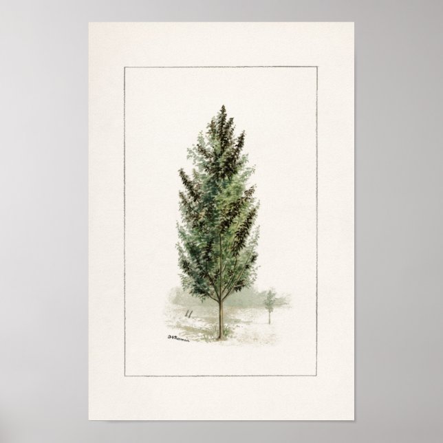 Pear Tree (Pyrus communis) Aquarellmalerei Poster (Vorne)