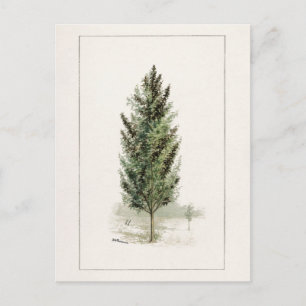 Pear Tree (Pyrus communis) Aquarellmalerei Postkarte