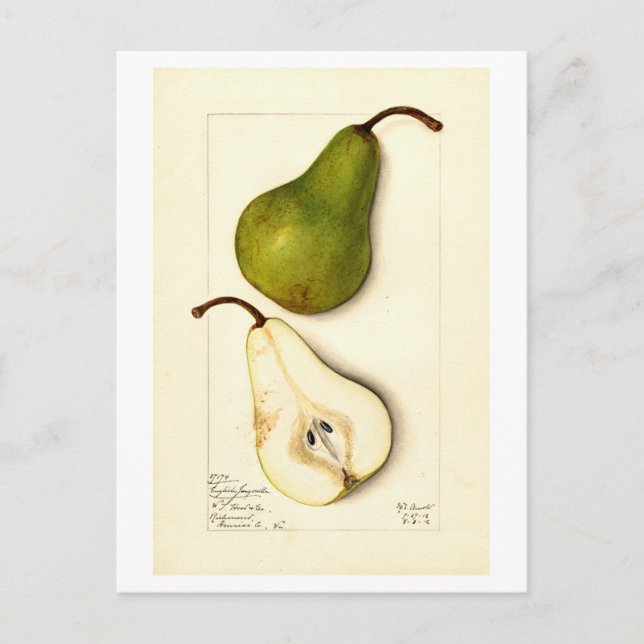 Pear Vintag Botanical Illustration Postkarte (Vorderseite)