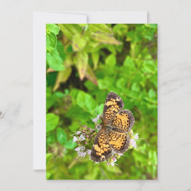 Pearl Crescent butterfly birthday card dh26 (Vorderseite)