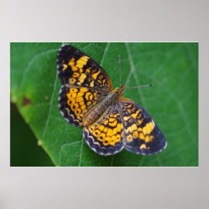 Pearl Crescent Butterfly Poster