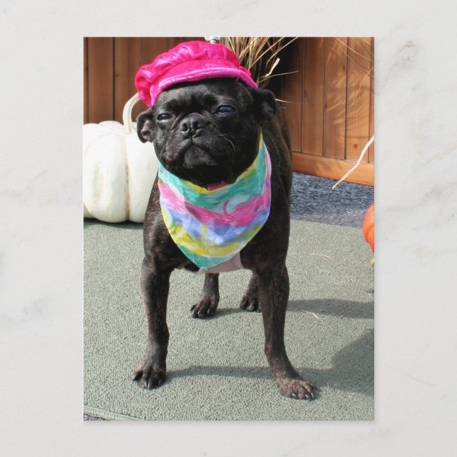 Pearl - Mops and Boston Terrier Mix Breed Foto-08 Postkarte (Vorderseite)