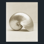 Pearl Nautilus Seashell Poster<br><div class="desc">Pearl Nautilus Seashell</div>