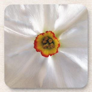 pearl white narcissus untersetzer