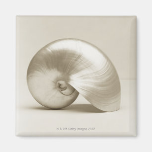 Pearlised NautilusseeMuschel Magnet