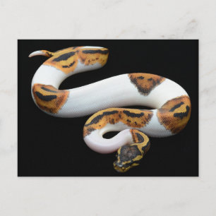 Pebaldballpython Postkarte
