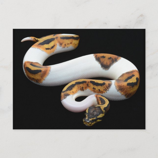 Pebaldballpython Postkarte (Vorderseite)