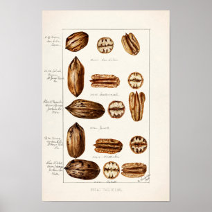 Pecans (Carya Illinoinensis) Aquarellmalerei Poster