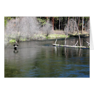 Pêche de mouche sur le Metolius