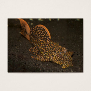 Peckoltia Compta