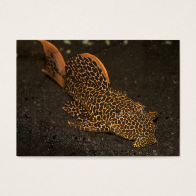 Peckoltia Compta (Vorderseite)