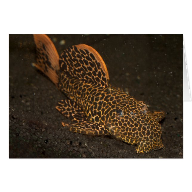 Peckoltia Compta (Vorderseite (Horizontal))