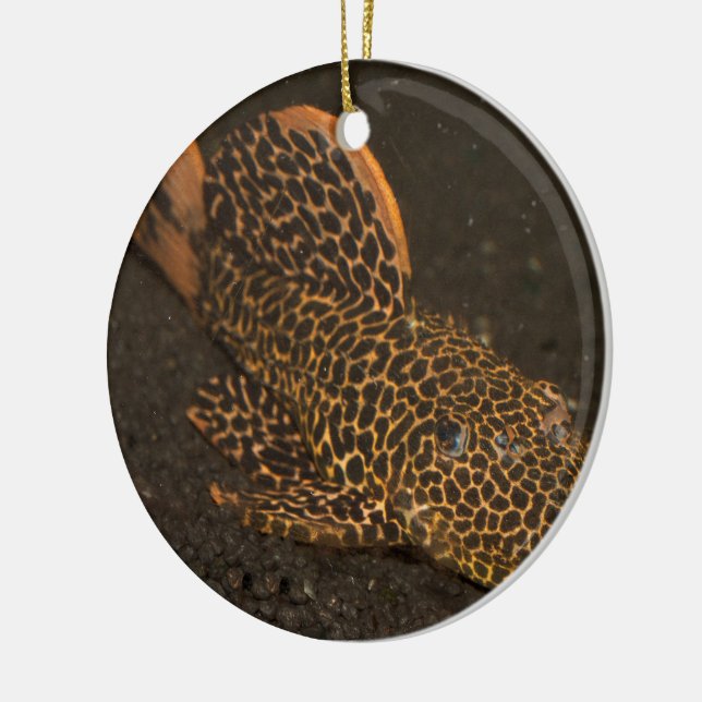 Peckoltia Compta Keramikornament (Links)