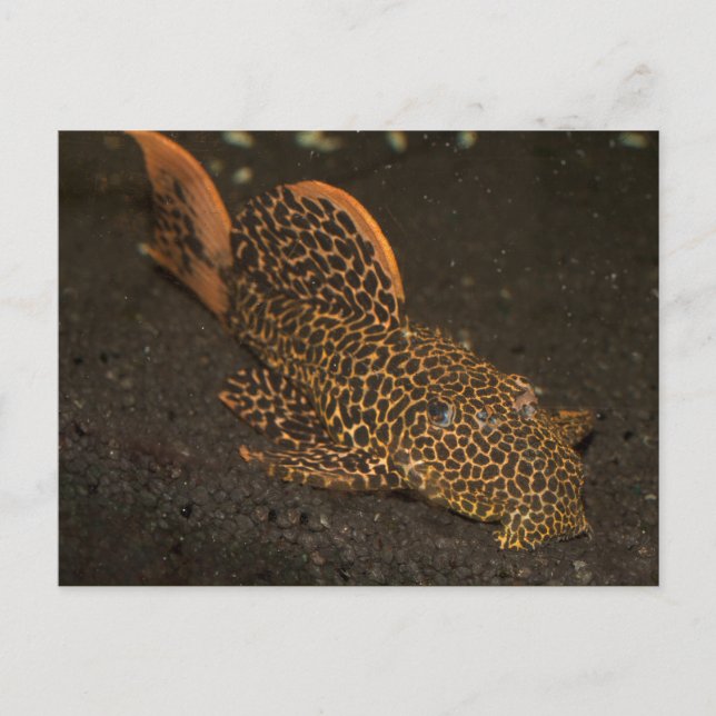 Peckoltia Compta Postkarte (Vorderseite)