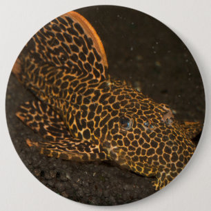 Peckoltia-Kompanie Button