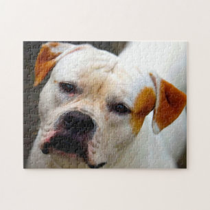 Pedigree Bulldogge