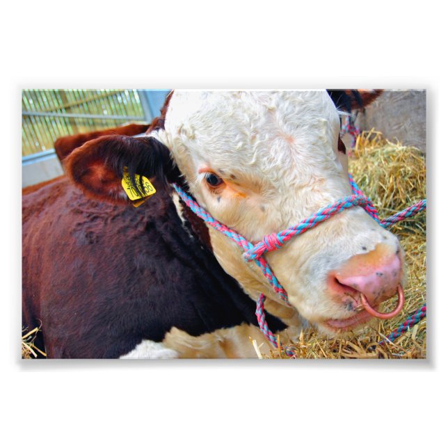 Pedigree Hereford Cow Cattle Fotodruck (Vorne)