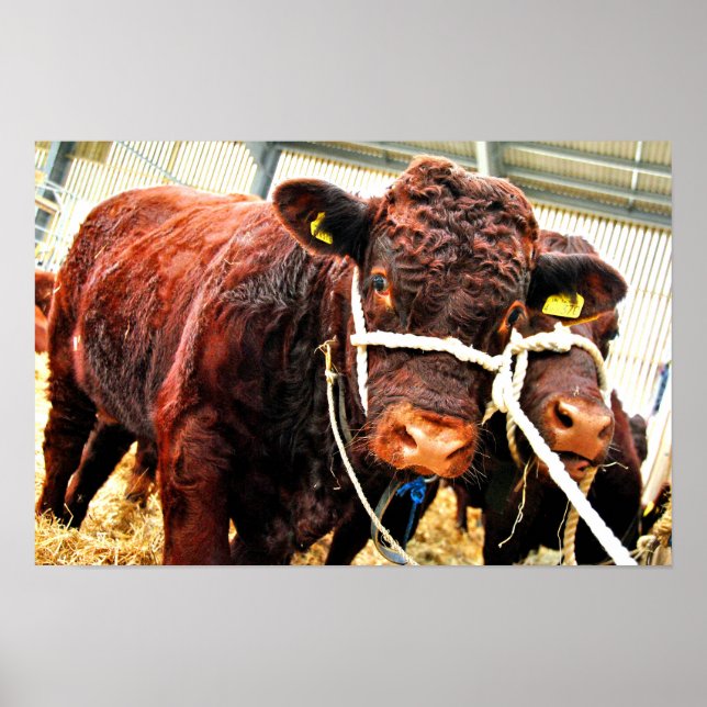 Pedigree Red Ruby Devon Cow Poster (Vorne)