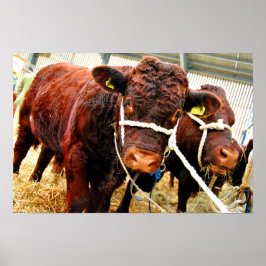 Pedigree Red Ruby Devon Cow Poster