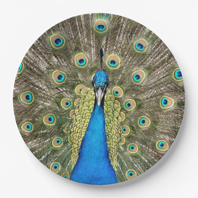 Pedro Peacock Feathers Colorful Wild Bird Pfau Pappteller (Vorderseite)