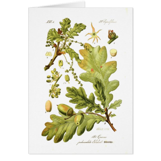 Pedunculata de quercus (chêne anglais) (Devant)