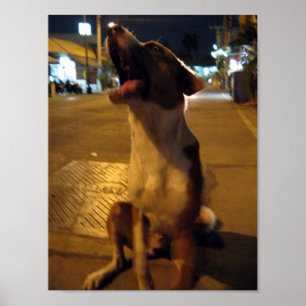 Pee Mai ... Soi Dog, Thailand Poster