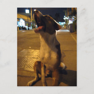 Pee Mai ... Soi Dog, Thailand Postkarte